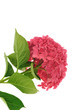 Foto: Hydrangea macrophylla flower isolated on white background Hydrangea macrophylla flower isolated on white background