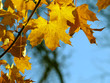 Herbstblätter