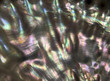 colorful nacre closeup