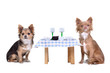 Photo en ligne au meilleur prix Dogs enjoying their meal