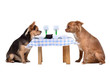 Two chihuahua dogs at the table