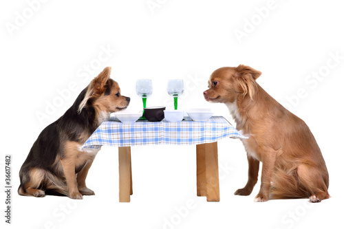 Photo: Two chihuahua dogs at the table Two chihuahua dogs at the table