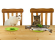 Kater und Katze bei Tisch