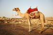 Camel