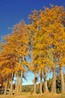 Larici in Alto Adige Larici in Alto Adige