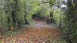 Video: Automne Automne