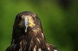 Steinadler Adlerwarte