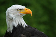 Weißkopfseeadler Kopf