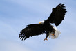 Weißkopfseeadler Landung