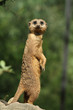 Erdmännchen Zoo