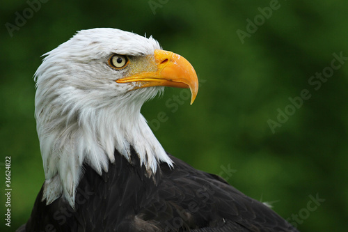 Foto: Weißkopfseeadler Kopf Weißkopfseeadler Kopf