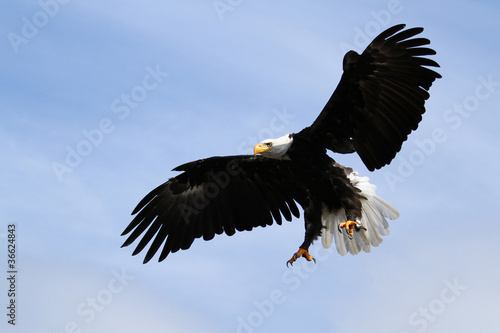 Photo: Weißkopfseeadler Landung Weißkopfseeadler Landung