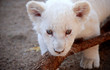 lionceau_blanc