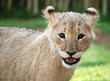 lionceau_fauve