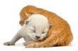 blind newborn baby kittens