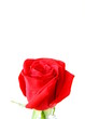 beautiful red rose on white background beautiful red rose on white background