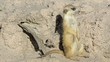 Suricate or meerkat (Suricata suricatta) Suricate or meerkat (Suricata suricatta)