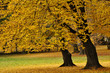 Autumn in the Park Autumn in the Park