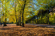 Colorful fall autumn park
