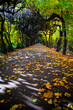 Alley with falling leaves in fall park