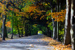 Alley with falling leaves in fall park