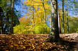 Colorful fall autumn park