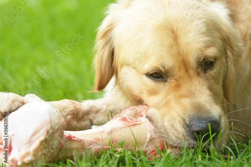 Foto: hund und knochen hund und knochen
