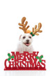 Foto: Pet with reindeer antlers and Merry Christmas message Pet with reindeer antlers and Merry Christmas message