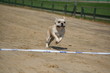Rennhund