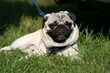 Mops