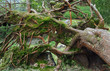 overgrown tree trunk