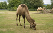Bactrian Camels