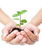 Plant in hands