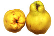 quince fruit on a white background