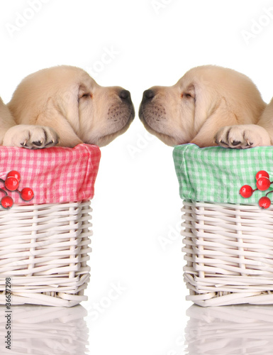 Photo: Christmas Puppy love Christmas Puppy love