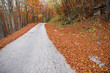 Autumn forest