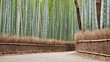 Bamboo grove in Kyoto, Japan Bamboo grove in Kyoto, Japan