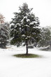 First Snow of Winter