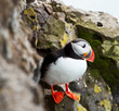 Puffin
