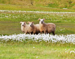 Sheeps