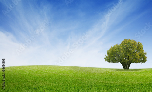 Photo: árbol primavera árbol primavera
