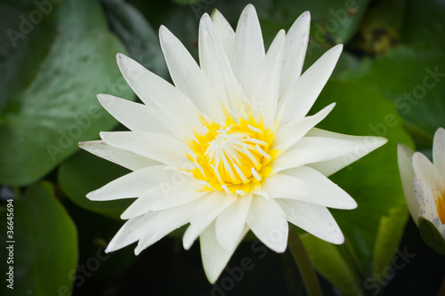 Photo: Closeup white lotus flower in the lake Closeup white lotus flower in the lake