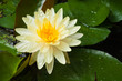 Yellow lotus flower Yellow lotus flower