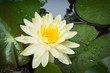 Yellow lotus flower Yellow lotus flower