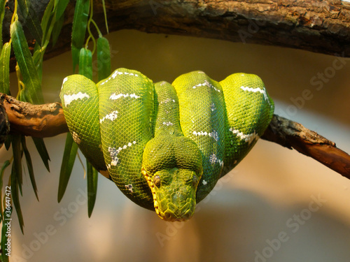 Photo: Green tree python Green tree python