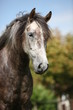 Photo: Pferd Pferd