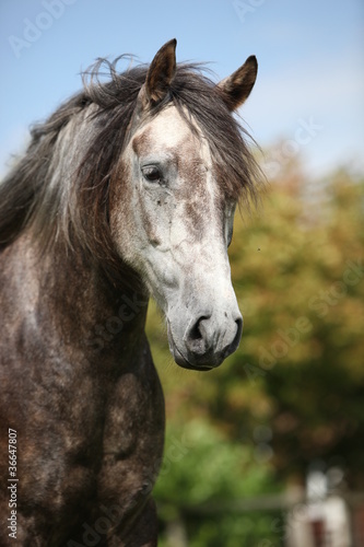 Photo: Pferd Pferd