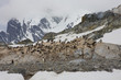 Foto: Gentoo penguins,Antarctica Gentoo penguins,Antarctica