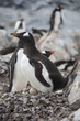 Foto: Nesting Gentoo penguins. Nesting Gentoo penguins.