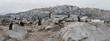 Nesting Gentoo penguins,Antarctica.
